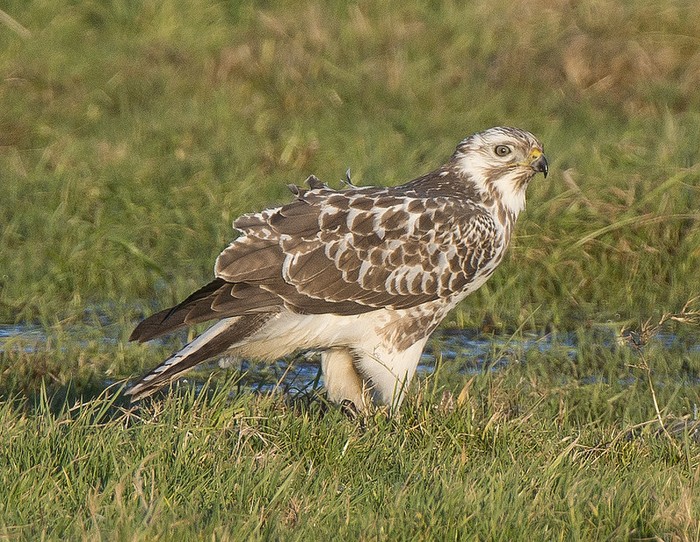 Buzzard