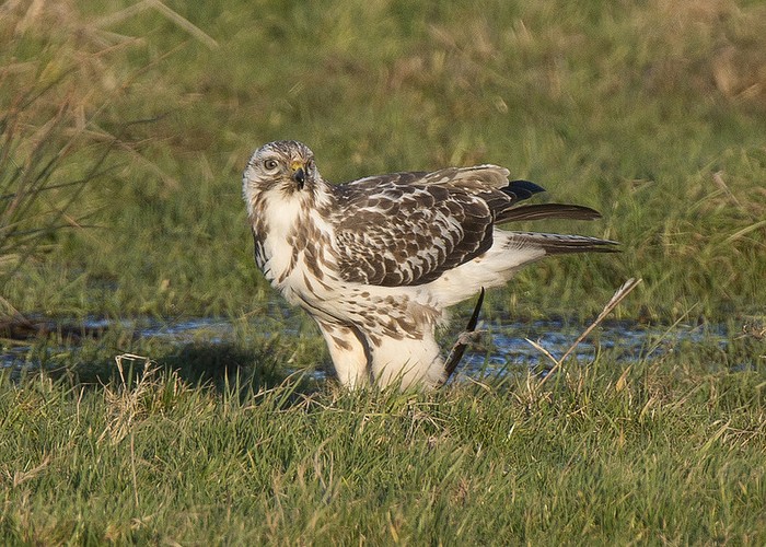 Buzzard