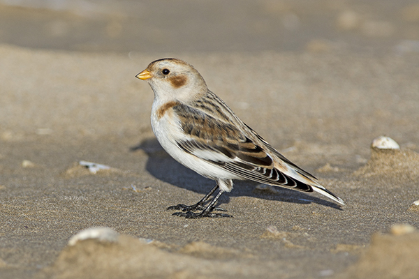 Snow Bunting