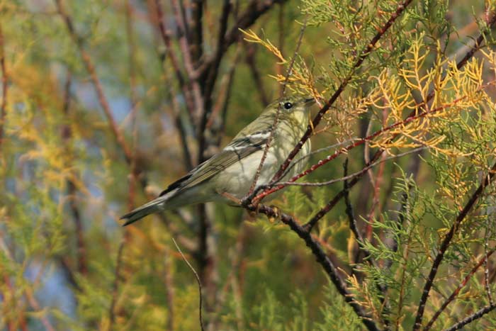 Blackpoll Warbler