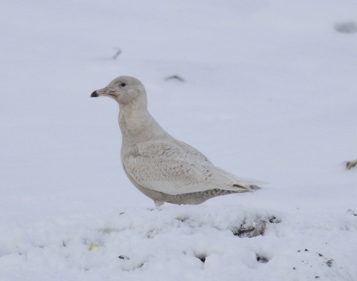 Glaucous Gull