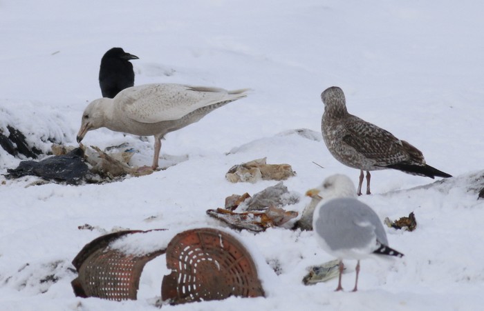 Glaucous Gull