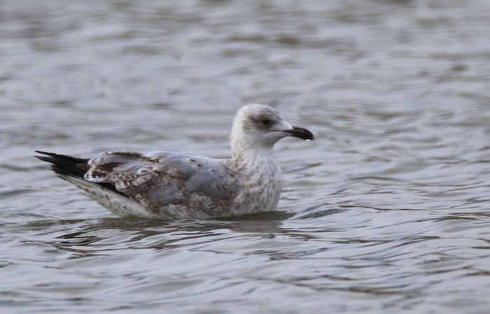 Herring Gull