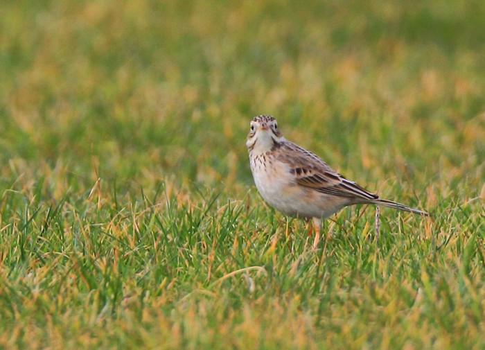 Richard's Pipit