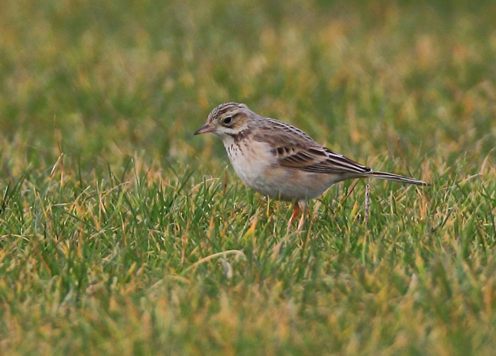 Richard's Pipit