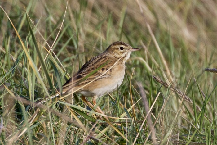 Richard's Pipit