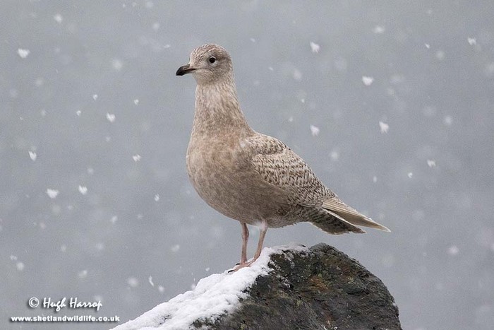 Iceland Gull