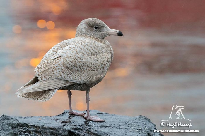 Glaucous Gull