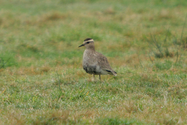 Sociable Plover
