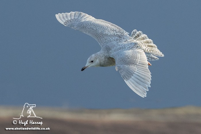 Iceland Gull