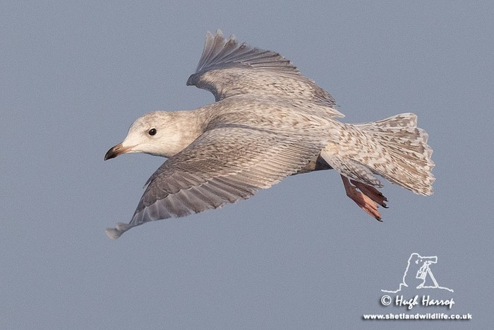 Iceland Gull