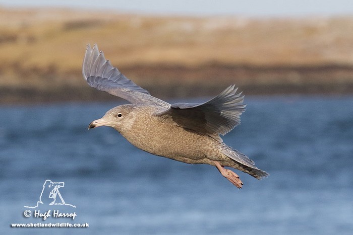 Glaucous Gull