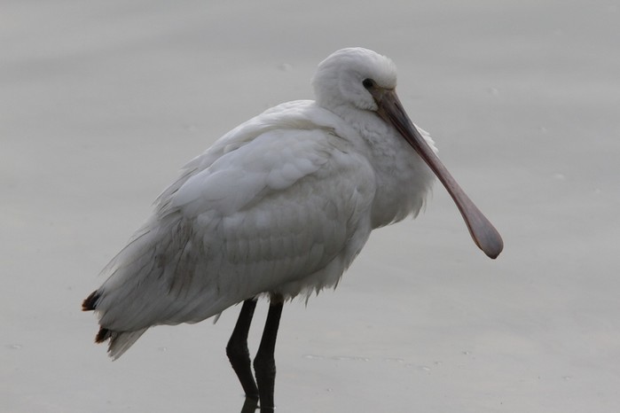 Spoonbill
