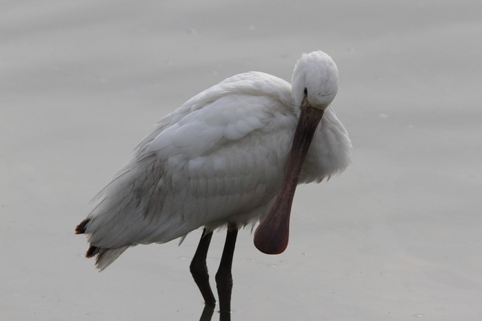 Spoonbill