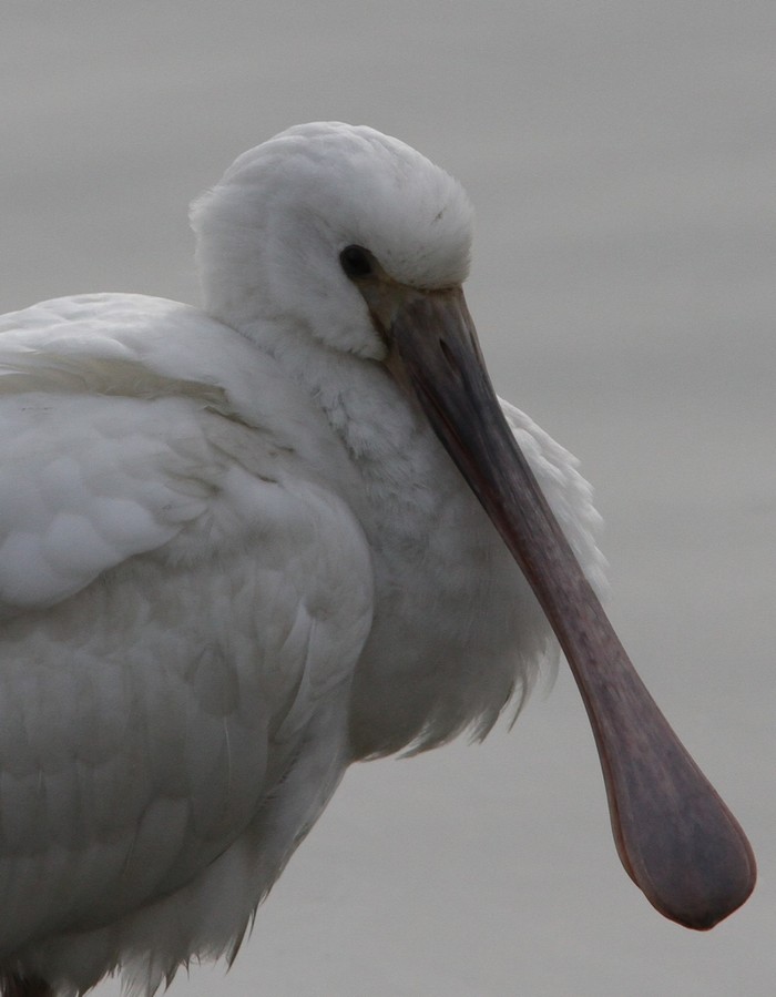 Spoonbill