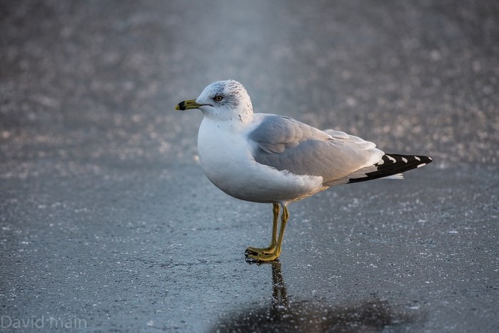 Ring-billed Gull