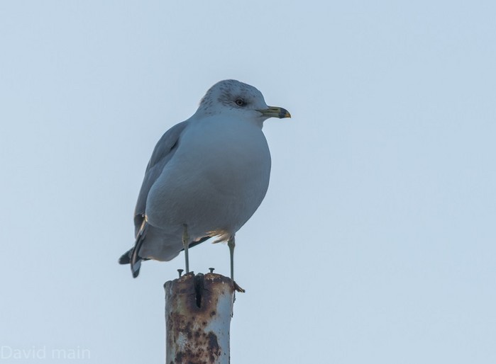Ring-billed Gull
