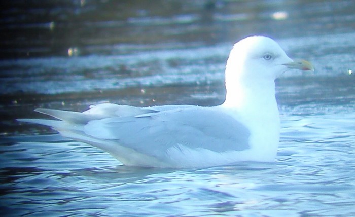 Iceland Gull