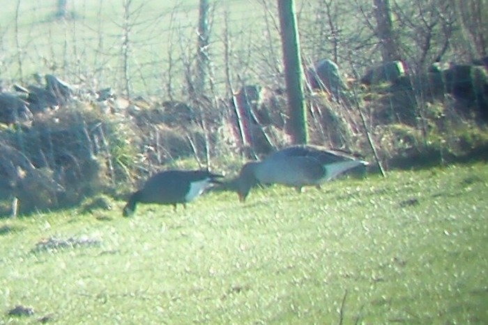 Ridgway's Cackling Goose
