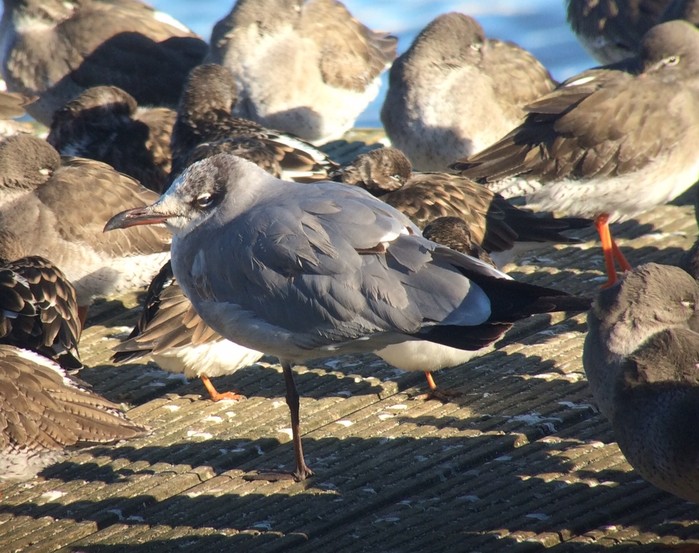 Laughing Gull