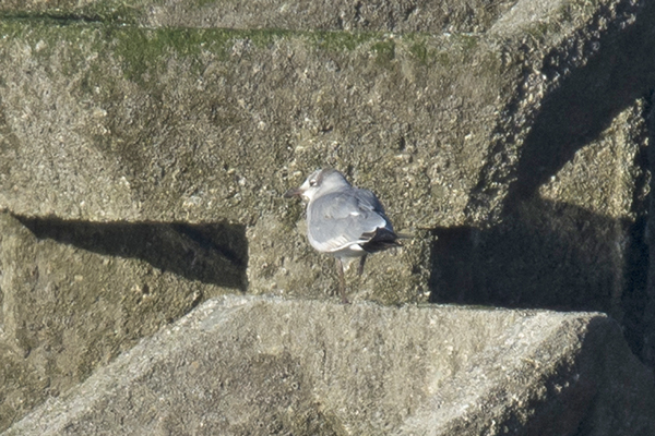 Laughing Gull