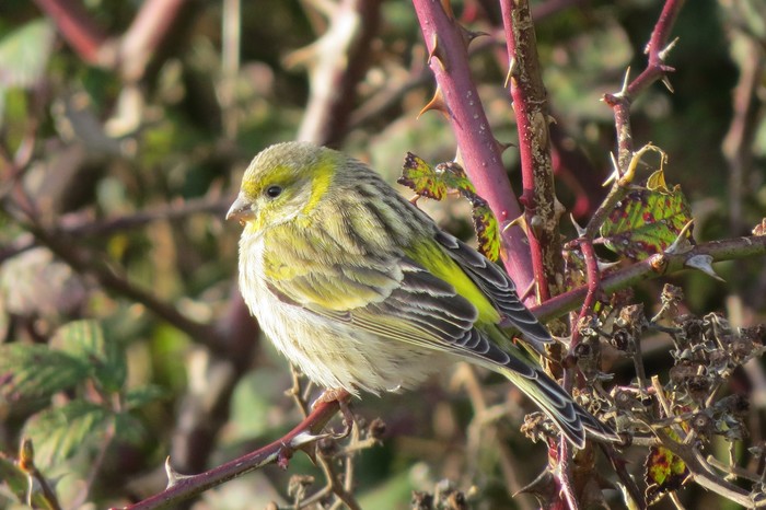 Serin