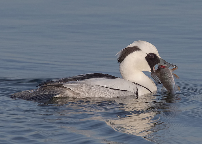 Smew
