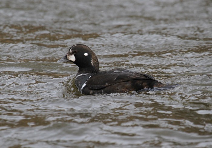 Harlequin Duck