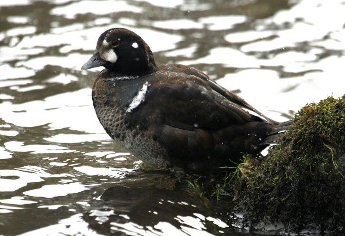 Harlequin Duck