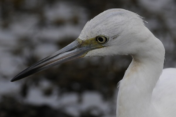 Little Blue Heron