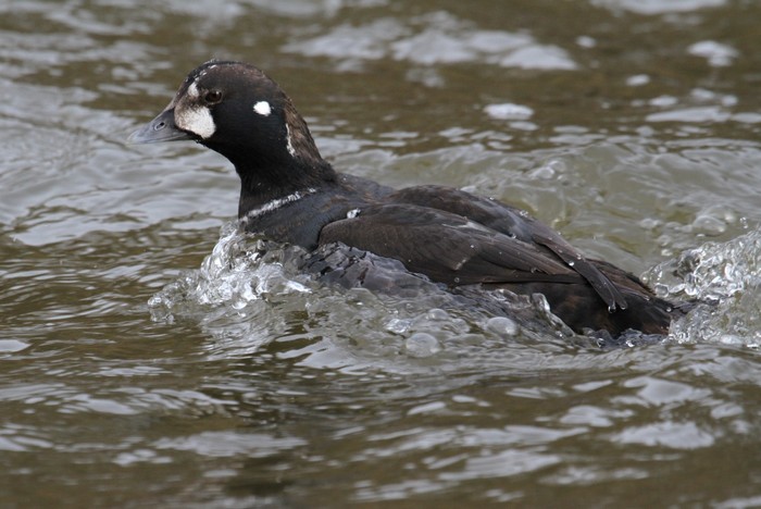 Harlequin Duck
