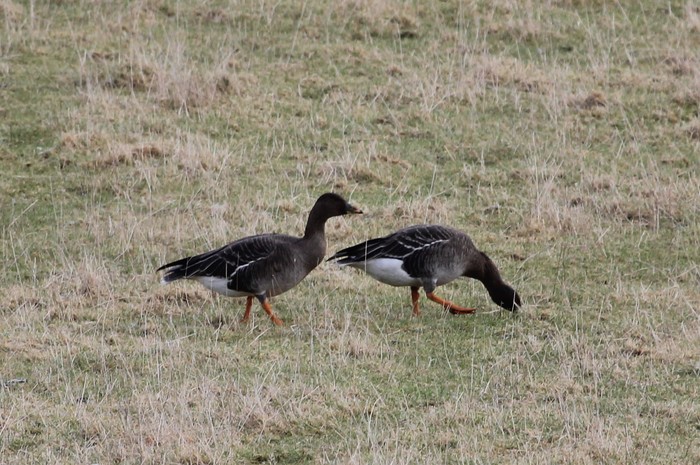 Tundra Bean Goose