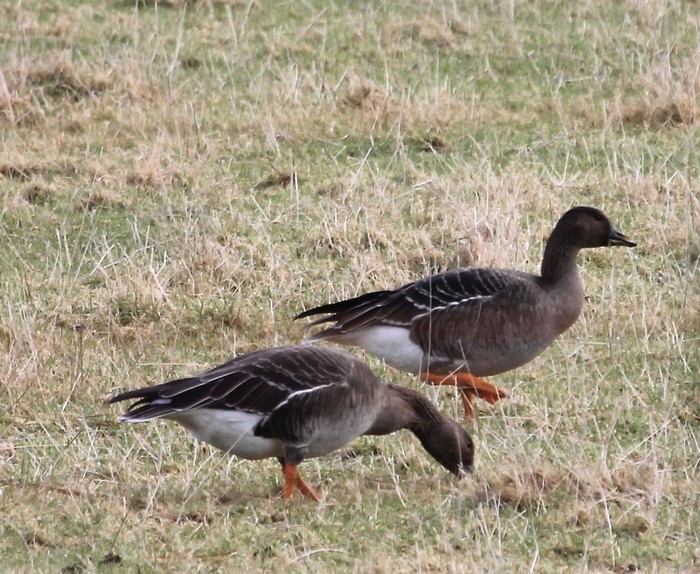 Tundra Bean Goose