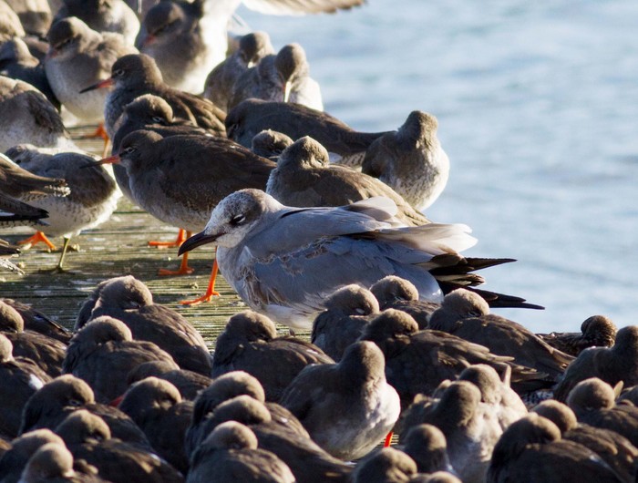 Laughing Gull