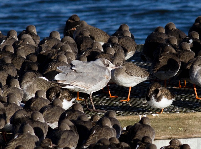 Laughing Gull