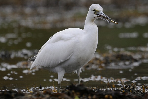 Little Blue Heron