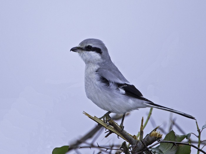 Great Grey Shrike