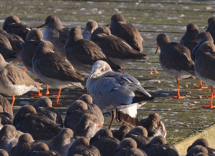 Laughing Gull