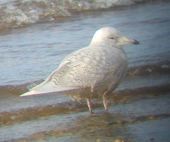 Iceland Gull