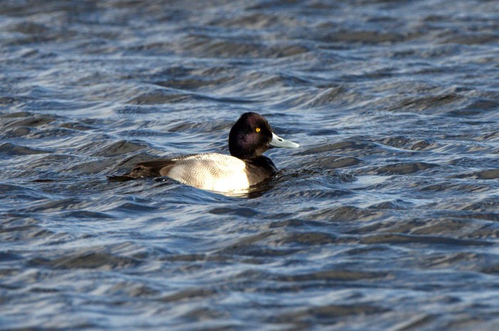 Lesser Scaup