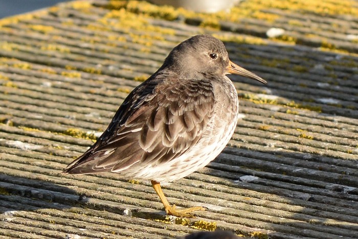 Purple Sandpiper