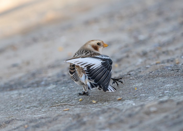 Snow Bunting