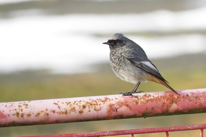 Black Redstart