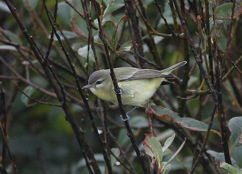Philadelphia Vireo