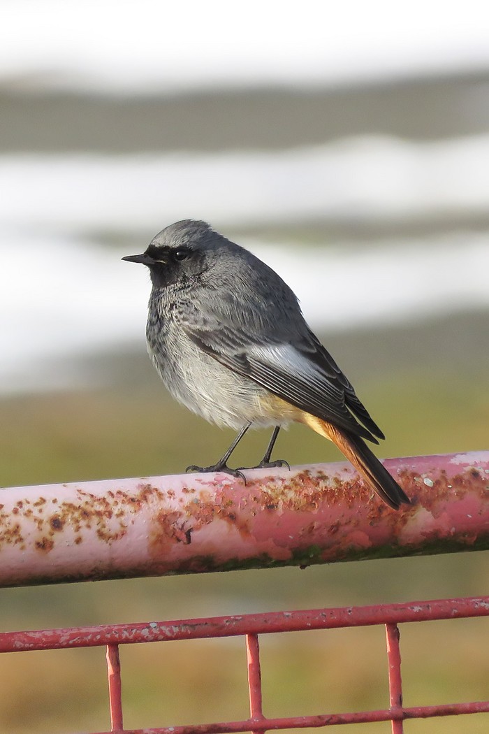 Black Redstart