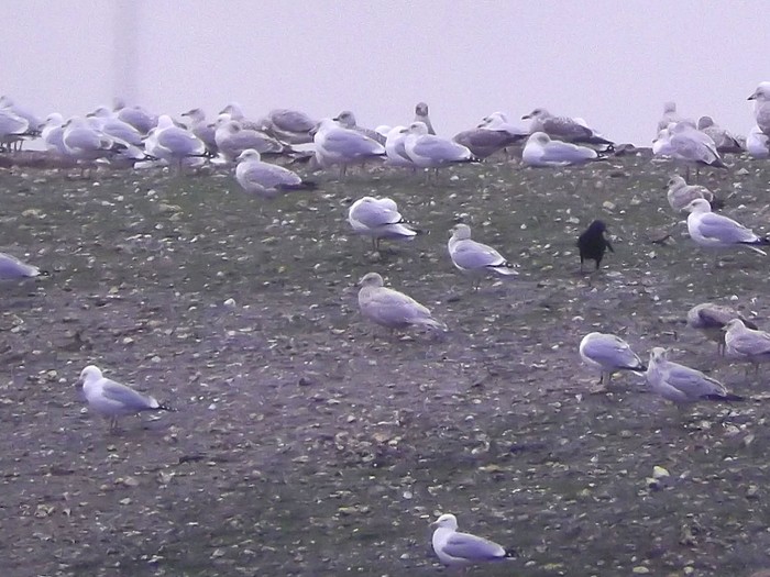 Iceland Gull