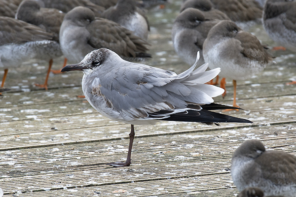 Laughing Gull