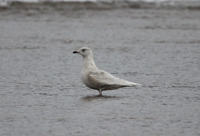 Iceland Gull