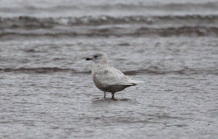 Iceland Gull