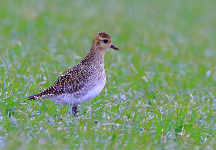 Golden Plover